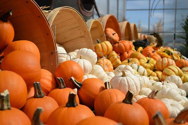 Kürbisse - die Basis für wunderbare Herbstgerichte